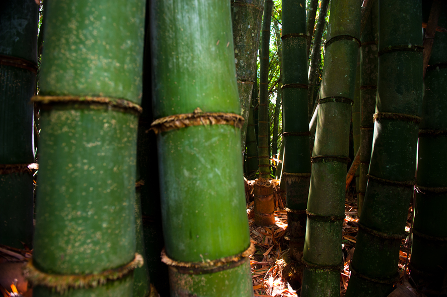 39-madagascar-2010-photo-chris-erlbeck-9778.jpg